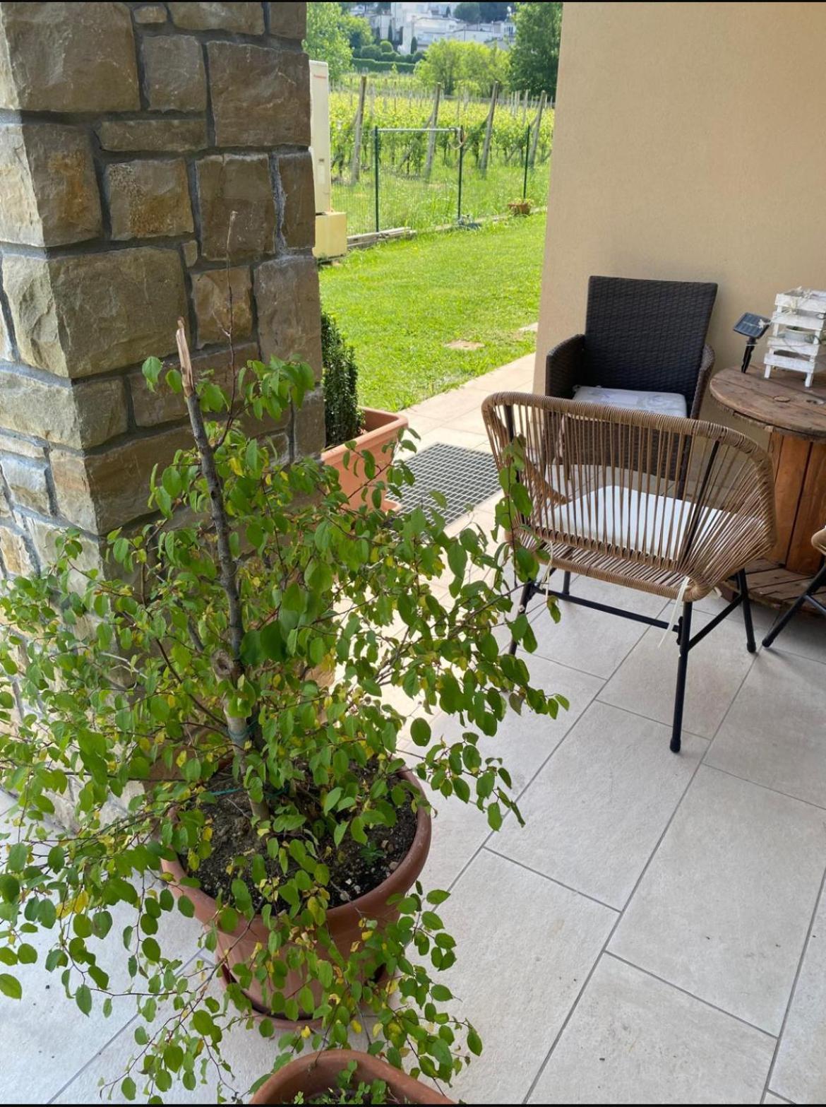 Orchidea Del Garda Rooms & Apartments Peschiera del Garda Kültér fotó